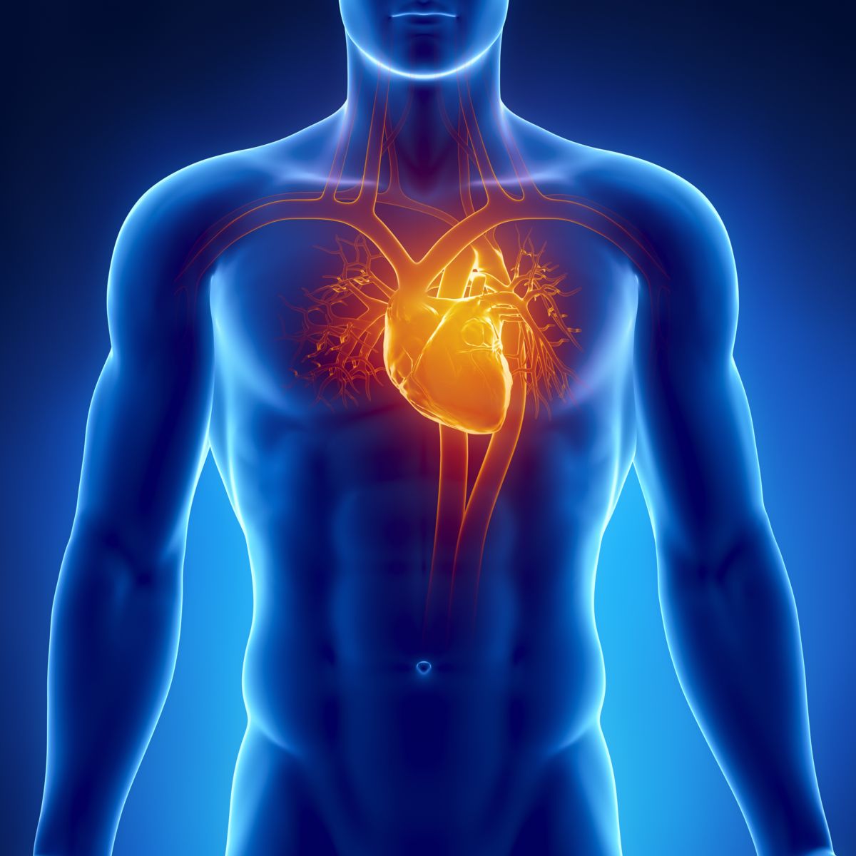 New to the family: 4Cardiology!